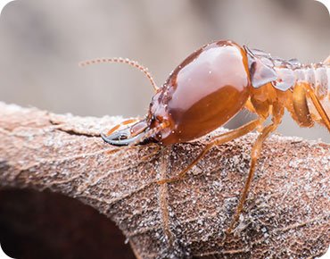 Cockroach control blog