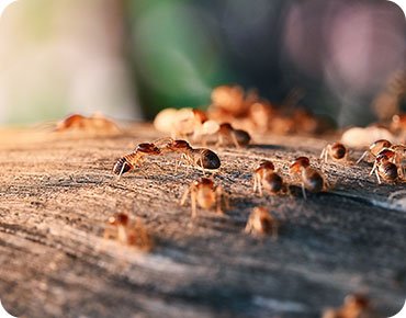 Rodent control blog