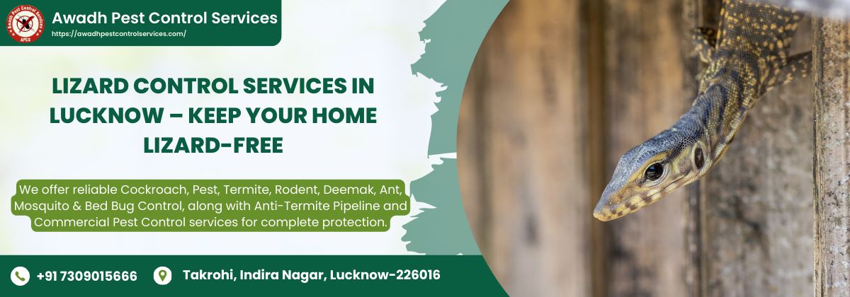 Lizard Control Services in Lucknow – Keep Your Home Lizard-Free