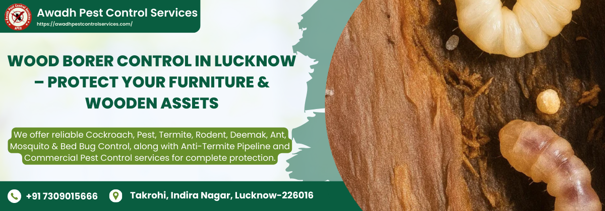 Wood Borer Control in Lucknow – Protect Your Furniture & Wooden Assets