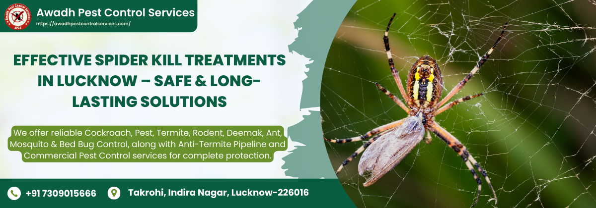 Effective Spider Kill Treatments in Lucknow – Safe & Long-Lasting Solutions