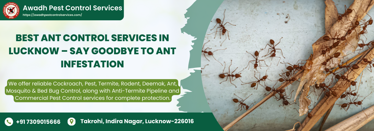 Best Ant Control Services in Lucknow – Say Goodbye to Ant Infestation