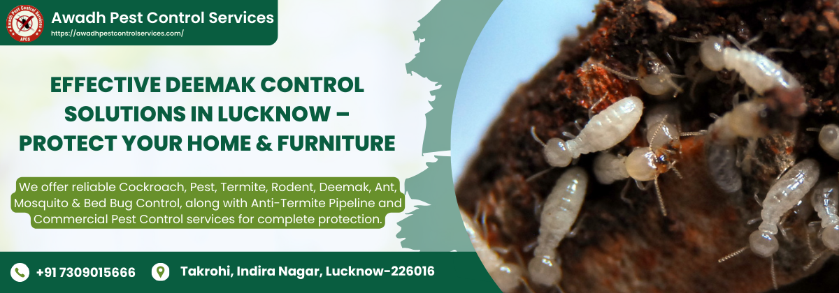 Effective Deemak Control Solutions in Lucknow – Protect Your Home & Furniture
