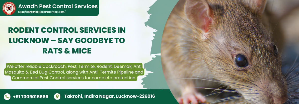 Rodent Control Services in Lucknow – Say Goodbye to Rats & Mice