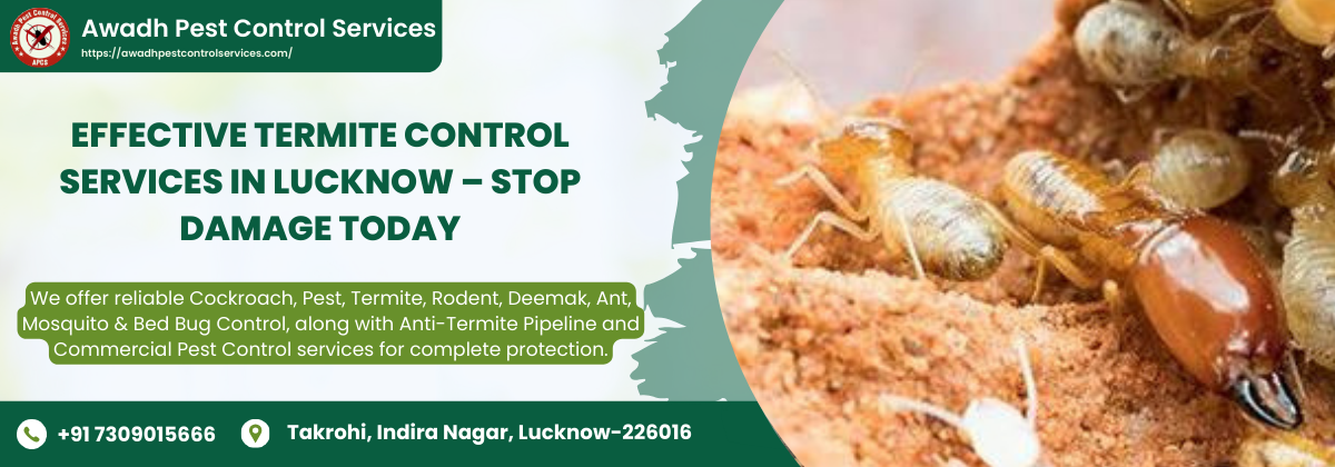 Effective Termite Control Services in Lucknow – Stop Damage Today