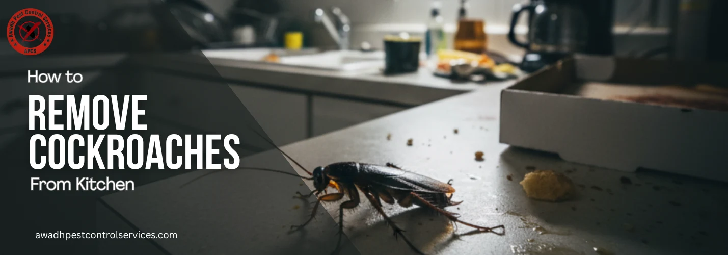 How to Remove Cockroaches from Kitchen: A Complete Guide