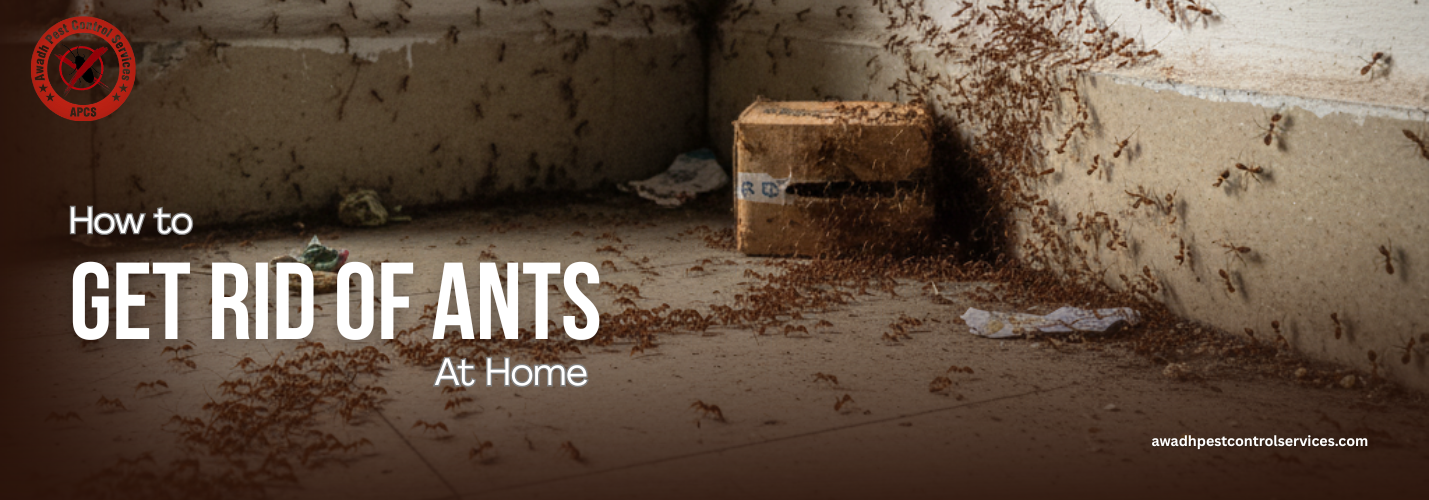How to Get Rid of Ants at Home: Effective Methods That Work