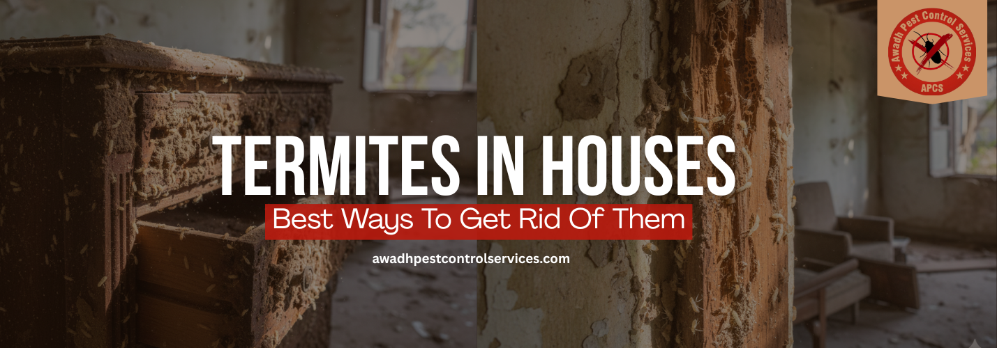 Termites in House: Causes, Signs, and the Best Ways to Get Rid of Them
