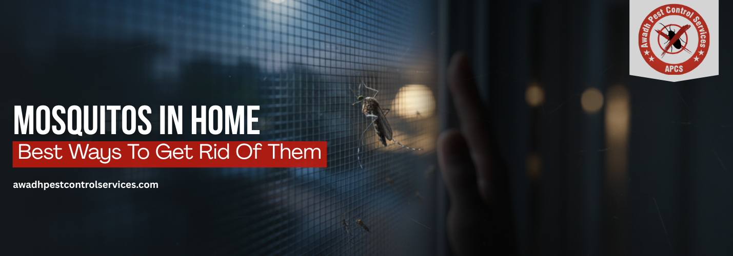 How to Prevent Mosquitoes at Home