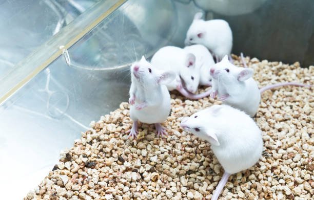 Rodents
