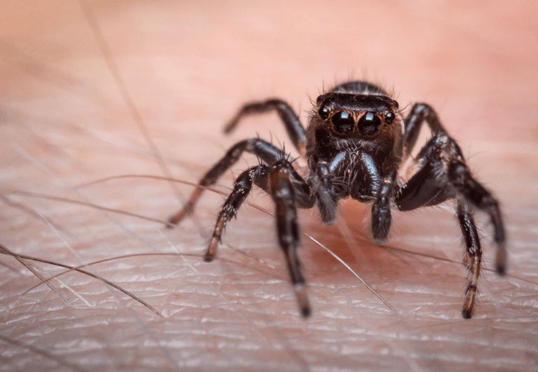 Professional spider control and spider kill treatment service in Gomati Nagar